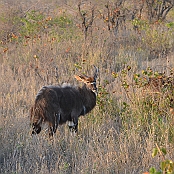 "Nyala" Kruger National Park, South Africa